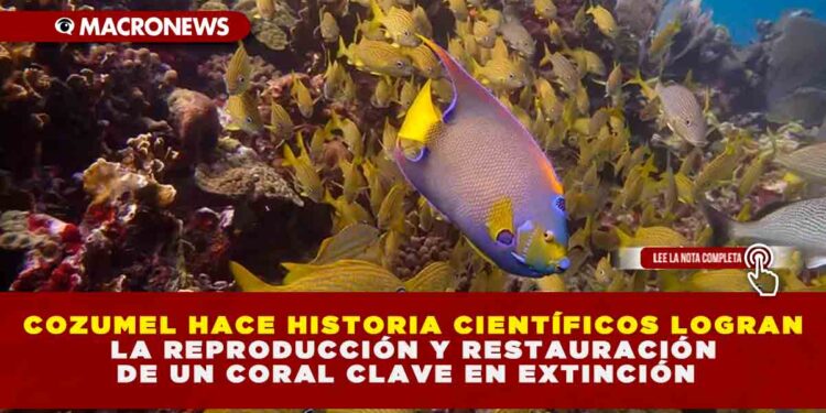 COZUMEL HACE HISTORIA CIENTÍFICOS LOGRAN LA REPRODUCCIÓN Y RESTAURACIÓN DE UN CORAL CLAVE EN EXTINCIÓN