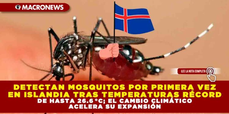 DETECTAN MOSQUITOS POR PRIMERA VEZ EN ISLANDIA TRAS TEMPERATURAS RÉCORD DE HASTA 26.6 °C; EL CAMBIO CLIMÁTICO ACELERA SU EXPANSIÓN