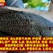 PESCADORES ALERTAN POR AUMENTO DEL “PEZ DIABLO” EN LA BAHÍA DE CHETUMAL: ESPECIE INVASORA AMENAZA LA PESCA LOCAL