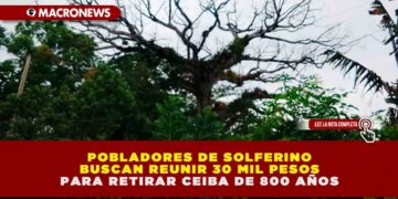 POBLADORES DE SOLFERINO BUSCAN REUNIR 30 MIL PESOS PARA RETIRAR CEIBA DE 800 AÑOS