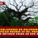 POBLADORES DE SOLFERINO BUSCAN REUNIR 30 MIL PESOS PARA RETIRAR CEIBA DE 800 AÑOS
