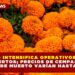 PROFECO INTENSIFICA OPERATIVOS POR DÍA DE MUERTOS; PRECIOS DE CEMPASÚCHIL Y PAN DE MUERTO VARÍAN HASTA 400 %