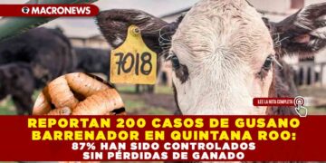 REPORTAN 200 CASOS DE GUSANO BARRENADOR EN QUINTANA ROO: 87% HAN SIDO CONTROLADOS SIN PÉRDIDAS DE GANADO