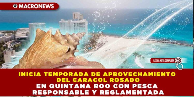 INICIA TEMPORADA DE APROVECHAMIENTO DEL CARACOL ROSADO EN QUINTANA ROO CON PESCA RESPONSABLE Y REGLAMENTADA