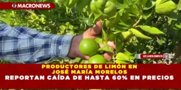 PRODUCTORES DE LIMÓN EN JOSÉ MARÍA MORELOS REPORTAN CAÍDA DE HASTA 60% EN PRECIOS
