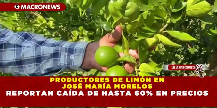 PRODUCTORES DE LIMÓN EN JOSÉ MARÍA MORELOS REPORTAN CAÍDA DE HASTA 60% EN PRECIOS