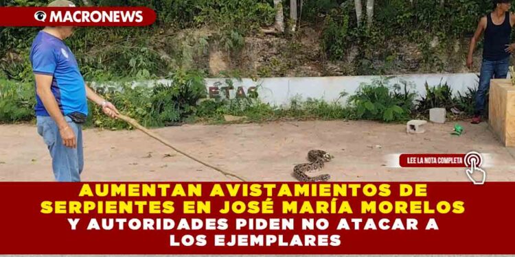 AUMENTAN AVISTAMIENTOS DE SERPIENTES EN JOSÉ MARÍA MORELOS Y AUTORIDADES PIDEN NO ATACAR A LOS EJEMPLARES