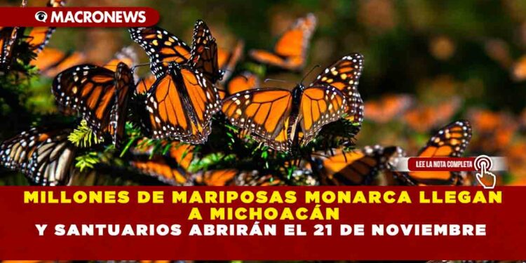 MILLONES DE MARIPOSAS MONARCA LLEGAN A MICHOACÁN Y SANTUARIOS ABRIRÁN EL 21 DE NOVIEMBRE