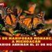 MILLONES DE MARIPOSAS MONARCA LLEGAN A MICHOACÁN Y SANTUARIOS ABRIRÁN EL 21 DE NOVIEMBRE