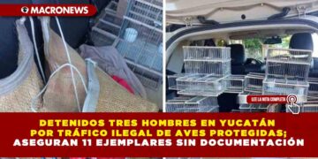 DETENIDOS TRES HOMBRES EN YUCATÁN POR TRÁFICO ILEGAL DE AVES PROTEGIDAS; ASEGURAN 11 EJEMPLARES SIN DOCUMENTACIÓN