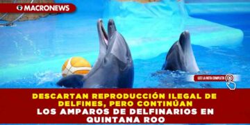 DESCARTAN REPRODUCCIÓN ILEGAL DE DELFINES, PERO CONTINÚAN LOS AMPAROS DE DELFINARIOS EN QUINTANA ROO