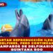 DESCARTAN REPRODUCCIÓN ILEGAL DE DELFINES, PERO CONTINÚAN LOS AMPAROS DE DELFINARIOS EN QUINTANA ROO