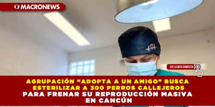 AGRUPACIÓN “ADOPTA A UN AMIGO” BUSCA ESTERILIZAR A 300 PERROS CALLEJEROS PARA FRENAR SU REPRODUCCIÓN MASIVA EN CANCÚN