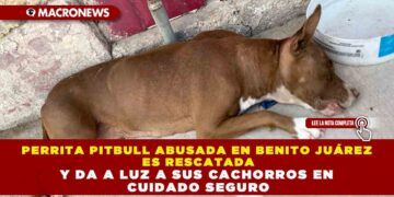 PERRITA PITBULL ABUSADA EN BENITO JUÁREZ ES RESCATADA Y DA A LUZ A SUS CACHORROS EN CUIDADO SEGURO