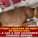 PERRITA PITBULL ABUSADA EN BENITO JUÁREZ ES RESCATADA Y DA A LUZ A SUS CACHORROS EN CUIDADO SEGURO
