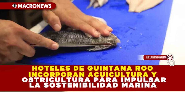 HOTELES DE QUINTANA ROO INCORPORAN ACUICULTURA Y OSTRICULTURA PARA IMPULSAR LA SOSTENIBILIDAD MARINA
