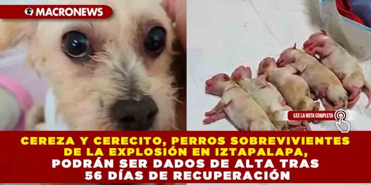 CEREZA Y CERECITO, PERROS SOBREVIVIENTES DE LA EXPLOSIÓN EN IZTAPALAPA, PODRÁN SER DADOS DE ALTA TRAS 56 DÍAS DE RECUPERACIÓN