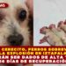CEREZA Y CERECITO, PERROS SOBREVIVIENTES DE LA EXPLOSIÓN EN IZTAPALAPA, PODRÁN SER DADOS DE ALTA TRAS 56 DÍAS DE RECUPERACIÓN