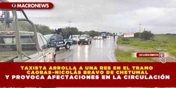 TAXISTA ARROLLA A UNA RES EN EL TRAMO CAOBAS–NICOLÁS BRAVO DE CHETUMAL Y PROVOCA AFECTACIONES EN LA CIRCULACIÓN