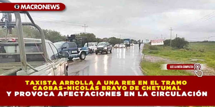 TAXISTA ARROLLA A UNA RES EN EL TRAMO CAOBAS–NICOLÁS BRAVO DE CHETUMAL Y PROVOCA AFECTACIONES EN LA CIRCULACIÓN
