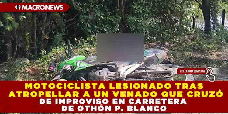 MOTOCICLISTA LESIONADO TRAS ATROPELLAR A UN VENADO QUE CRUZÓ DE IMPR0VISO EN CARRETERA DE OTHÓN P. BLANCO