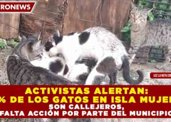 ACTIVISTAS ALERTAN: 80% DE LOS GATOS EN ISLA MUJERES SON CALLEJEROS, FALTA ACCIÓN POR PARTE DEL MUNICIPIO