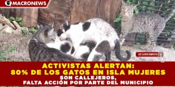 ACTIVISTAS ALERTAN: 80% DE LOS GATOS EN ISLA MUJERES SON CALLEJEROS, FALTA ACCIÓN POR PARTE DEL MUNICIPIO