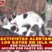 ACTIVISTAS ALERTAN: 80% DE LOS GATOS EN ISLA MUJERES SON CALLEJEROS, FALTA ACCIÓN POR PARTE DEL MUNICIPIO