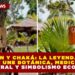 CHECHÉN Y CHAKÁ: LA LEYENDA MAYA QUE UNE BOTÁNICA, MEDICINA ANCESTRAL Y SIMBOLISMO ECOLÓGICO