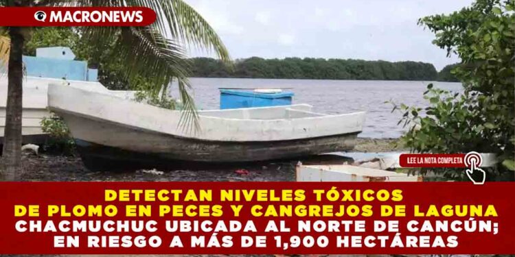 DETECTAN NIVELES TÓXICOS DE PLOMO EN PECES Y CANGREJOS DE LAGUNA CHACMUCHUC UBICADA AL NORTE DE CANCÚN; EN RIESGO A MÁS DE 1,900 HECTÁREAS