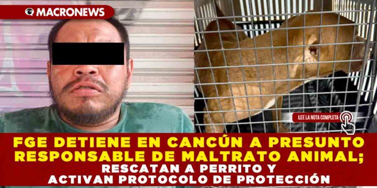 FGE DETIENE EN CANCÚN A PRESUNTO RESPONSABLE DE MALTRATO ANIMAL; RESCATAN A PERRITO Y ACTIVAN PROTOCOLO DE PROTECCIÓN