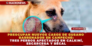 PREOCUPAN NUEVOS CASOS DE GUSANO BARRENADOR EN CAMPECHE: TRES PERROS AFECTADOS EN CALKINÍ, ESCÁRCEGA Y BÉCAL