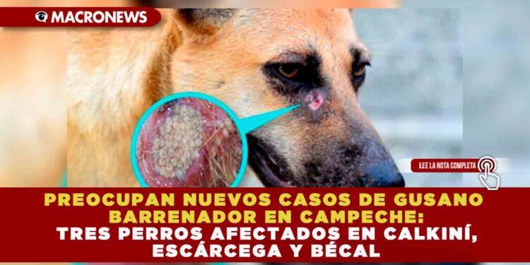 PREOCUPAN NUEVOS CASOS DE GUSANO BARRENADOR EN CAMPECHE: TRES PERROS AFECTADOS EN CALKINÍ, ESCÁRCEGA Y BÉCAL