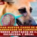 PREOCUPAN NUEVOS CASOS DE GUSANO BARRENADOR EN CAMPECHE: TRES PERROS AFECTADOS EN CALKINÍ, ESCÁRCEGA Y BÉCAL