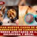 PREOCUPAN NUEVOS CASOS DE GUSANO BARRENADOR EN CAMPECHE: TRES PERROS AFECTADOS EN CALKINÍ, ESCÁRCEGA Y BÉCAL