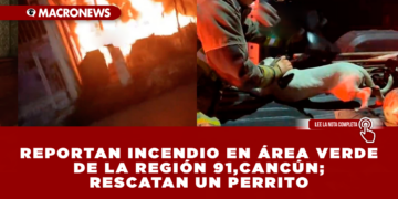 REPORTAN INCENDIO EN ÁREA VERDE DE LA REGIÓN 91 EN CANCÚN; RESCATAN UN PERRITO