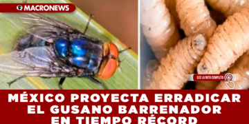 MÉXICO PROYECTA ERRADICAR EL GUSANO BARRENADOR DEL GANADO EN TIEMPO RÉCORD CON PRODUCCIÓN MASIVA DE MOSCAS ESTÉRILES