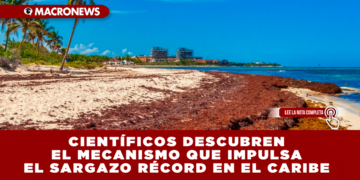 CIENTÍFICOS DESCUBREN EL MECANISMO QUE IMPULSA EL SARGAZO RÉCORD EN EL CARIBE