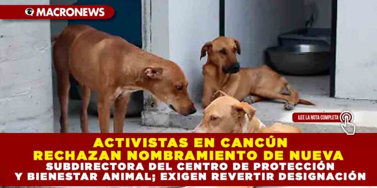 ACTIVISTAS DENUNCIAN NOMBRAMIENTO EN PROTECCIÓN ANIMAL DE CANCÚN: CUESTIONAN PERFIL DE NUEVA SUBDIRECTORA Y EXIGEN REVERTIR DESIGNACIÓN