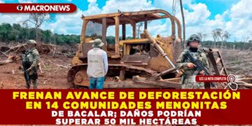 FRENAN AVANCE DE DEFORESTACIÓN EN 14 COMUNIDADES MENONITAS DE BACALAR; DAÑOS PODRÍAN SUPERAR 50 MIL HECTÁREAS