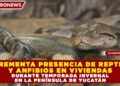 INCREMENTA PRESENCIA DE REPTILES Y ANFIBIOS EN VIVIENDAS DURANTE TEMPORADA INVERNAL EN LA PENÍNSULA DE YUCATÁN