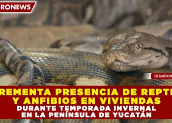 INCREMENTA PRESENCIA DE REPTILES Y ANFIBIOS EN VIVIENDAS DURANTE TEMPORADA INVERNAL EN LA PENÍNSULA DE YUCATÁN