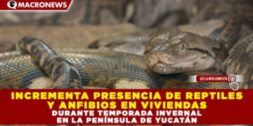 INCREMENTA PRESENCIA DE REPTILES Y ANFIBIOS EN VIVIENDAS DURANTE TEMPORADA INVERNAL EN LA PENÍNSULA DE YUCATÁN