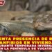 INCREMENTA PRESENCIA DE REPTILES Y ANFIBIOS EN VIVIENDAS DURANTE TEMPORADA INVERNAL EN LA PENÍNSULA DE YUCATÁN