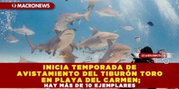 INICIA TEMPORADA DE AVISTAMIENTO DE TIBURÓN TORO EN PLAYA DEL CARMEN; HAY MÁS DE 10 EJEMPLARES