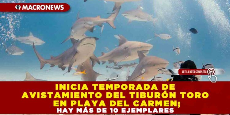 INICIA TEMPORADA DE AVISTAMIENTO DE TIBURÓN TORO EN PLAYA DEL CARMEN; HAY MÁS DE 10 EJEMPLARES