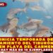 INICIA TEMPORADA DE AVISTAMIENTO DE TIBURÓN TORO EN PLAYA DEL CARMEN; HAY MÁS DE 10 EJEMPLARES