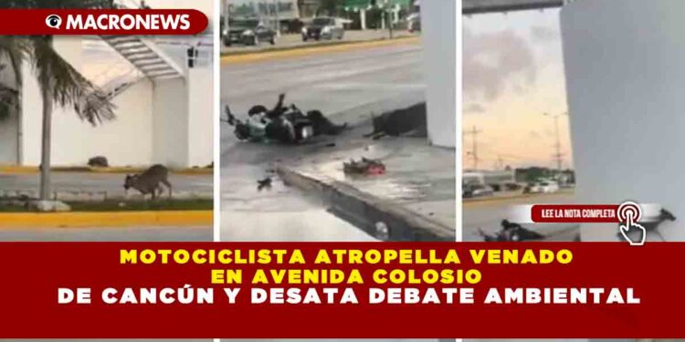 MOTOCICLISTA ATROPELLA VENADO EN AVENIDA COLOSIO DE CANCÚN Y DESATA DEBATE AMBIENTAL