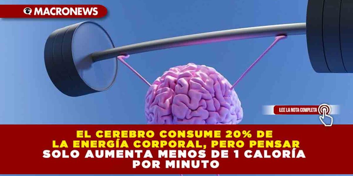 EL CEREBRO CONSUME 20% DE LA ENERGÍA CORPORAL, PERO PENSAR SOLO AUMENTA MENOS DE 1 CALORÍA POR MINUTO