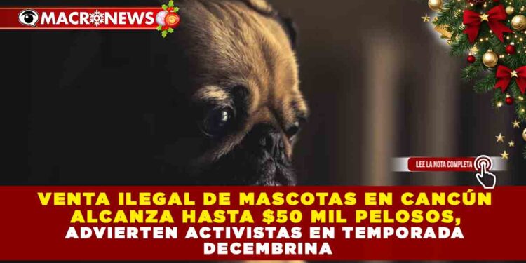 VENTA ILEGAL DE MASCOTAS EN CANCÚN ALCANZA HASTA $50 MIL PELOSOS, ADVIERTEN ACTIVISTAS EN TEMPORADA DECEMBRINA